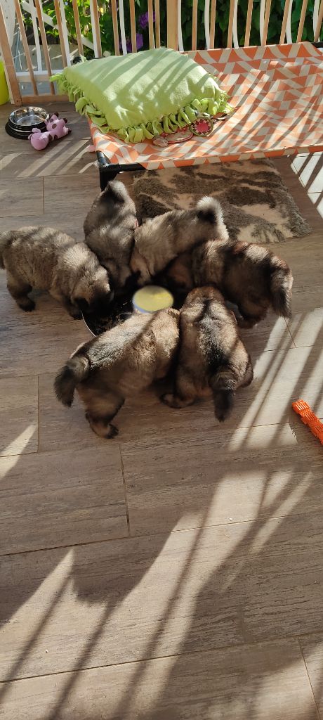 Du Val De La Fenouillere - La petite troupe en extérieur... Tous les bébés ont une famille.