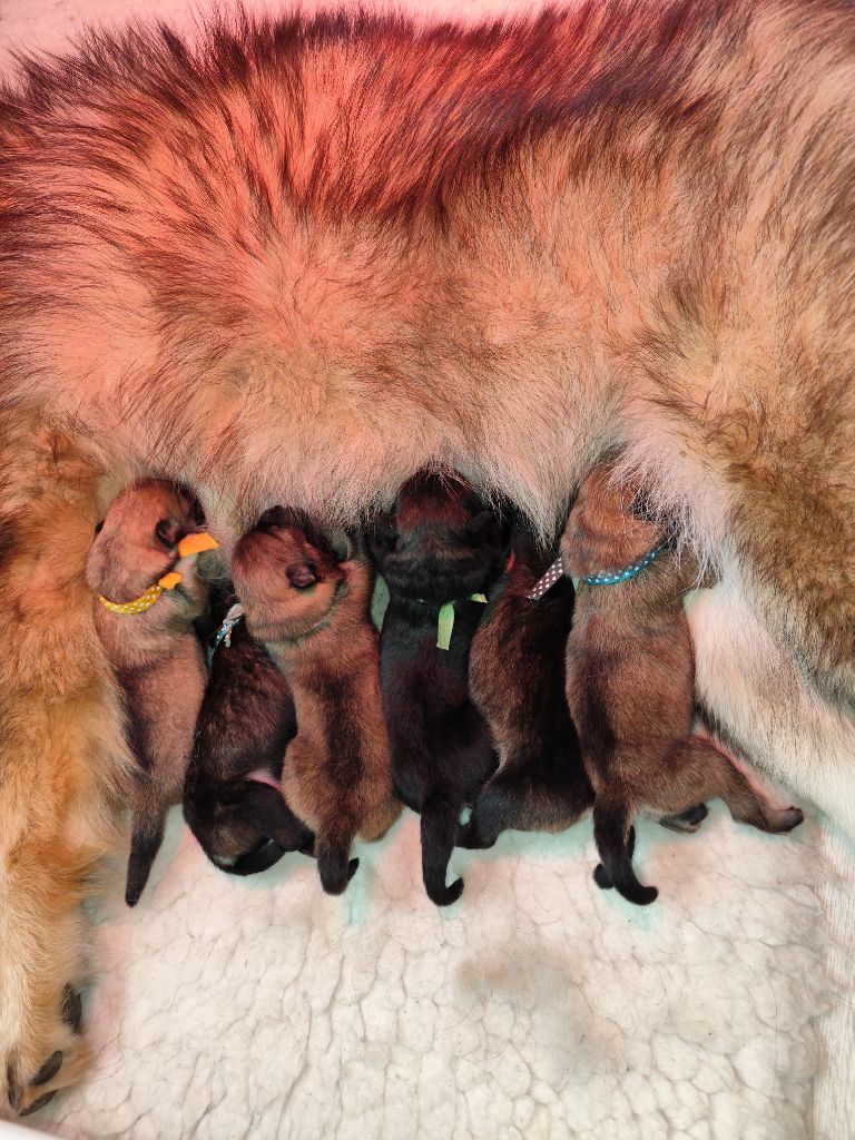 chiot Eurasier Du Val De La Fenouillere