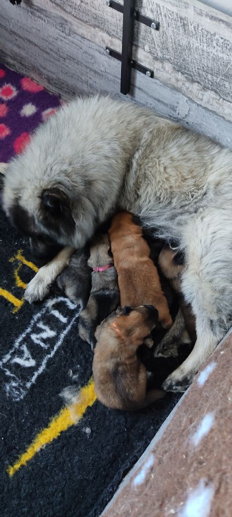 chiot Eurasier Du Val De La Fenouillere