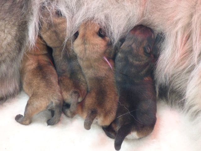 Du Val De La Fenouillere - Eurasier - Portée née le 11/01/2015