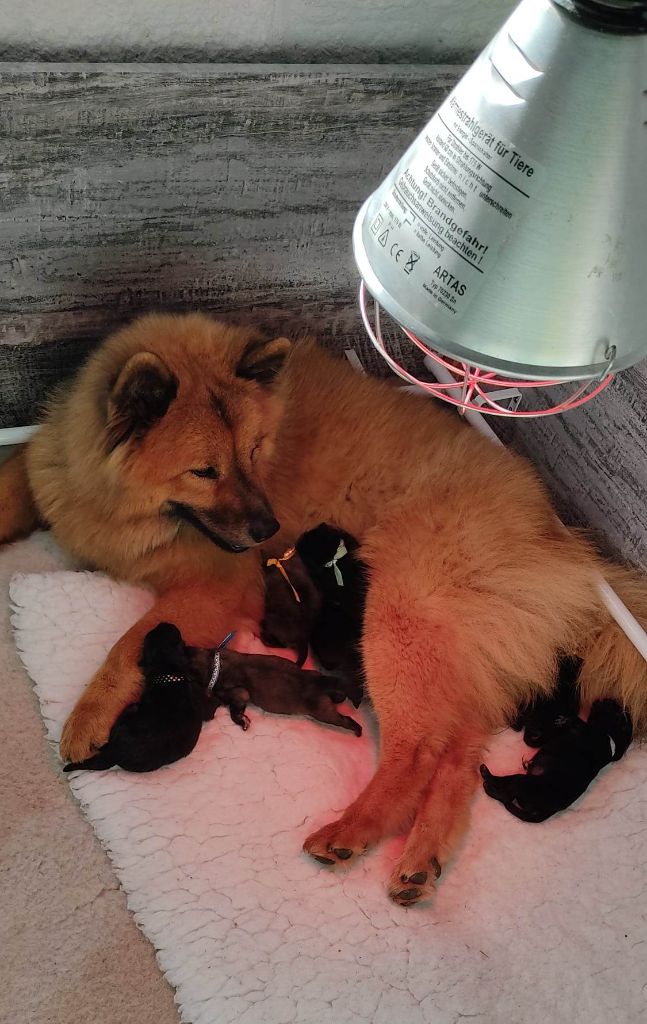 chiot Eurasier Du Val De La Fenouillere