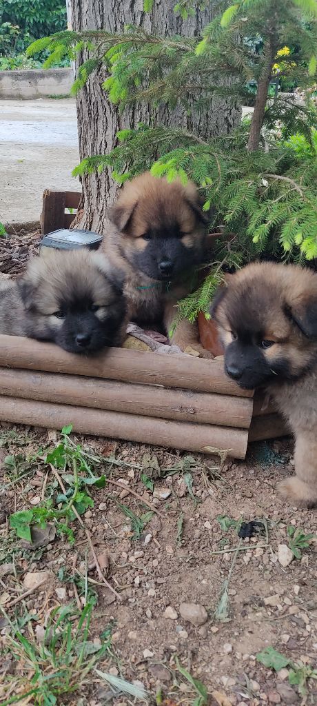 chiot Eurasier Du Val De La Fenouillere