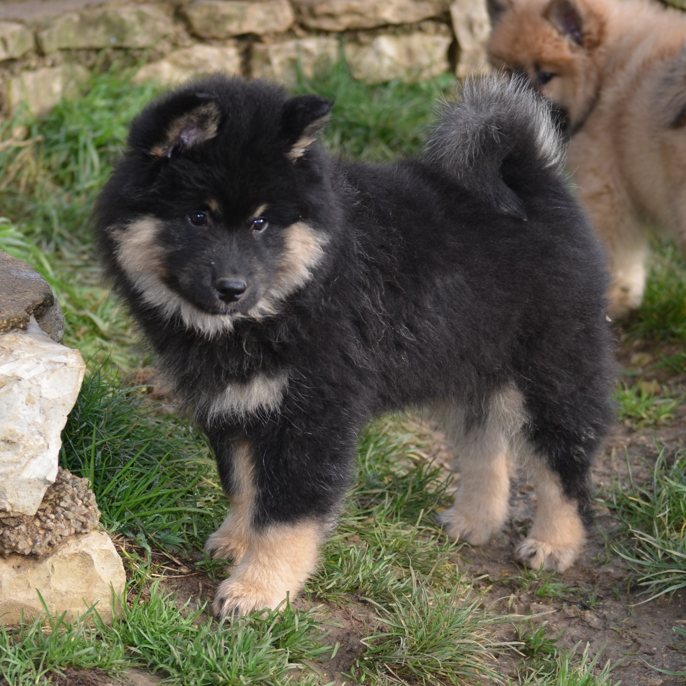 Andjhi Des Loups De Niflheim