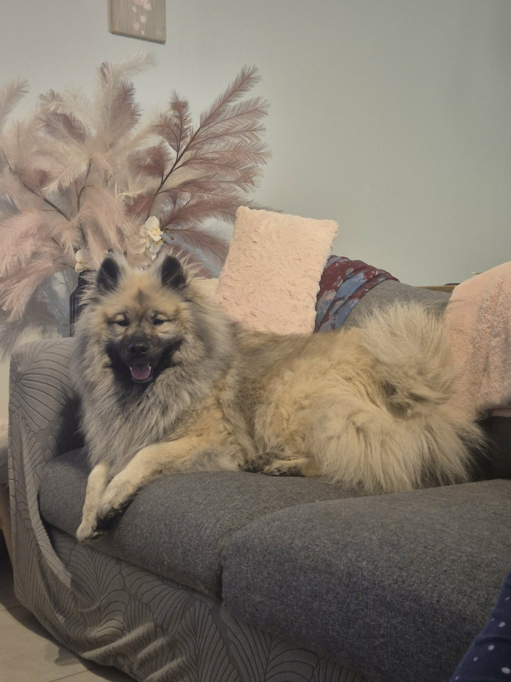 Sa Majesté S'mée du Val de la Fenouillère ....