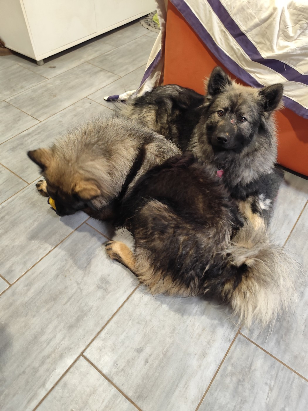 Top départ pour les examens de santé des miss