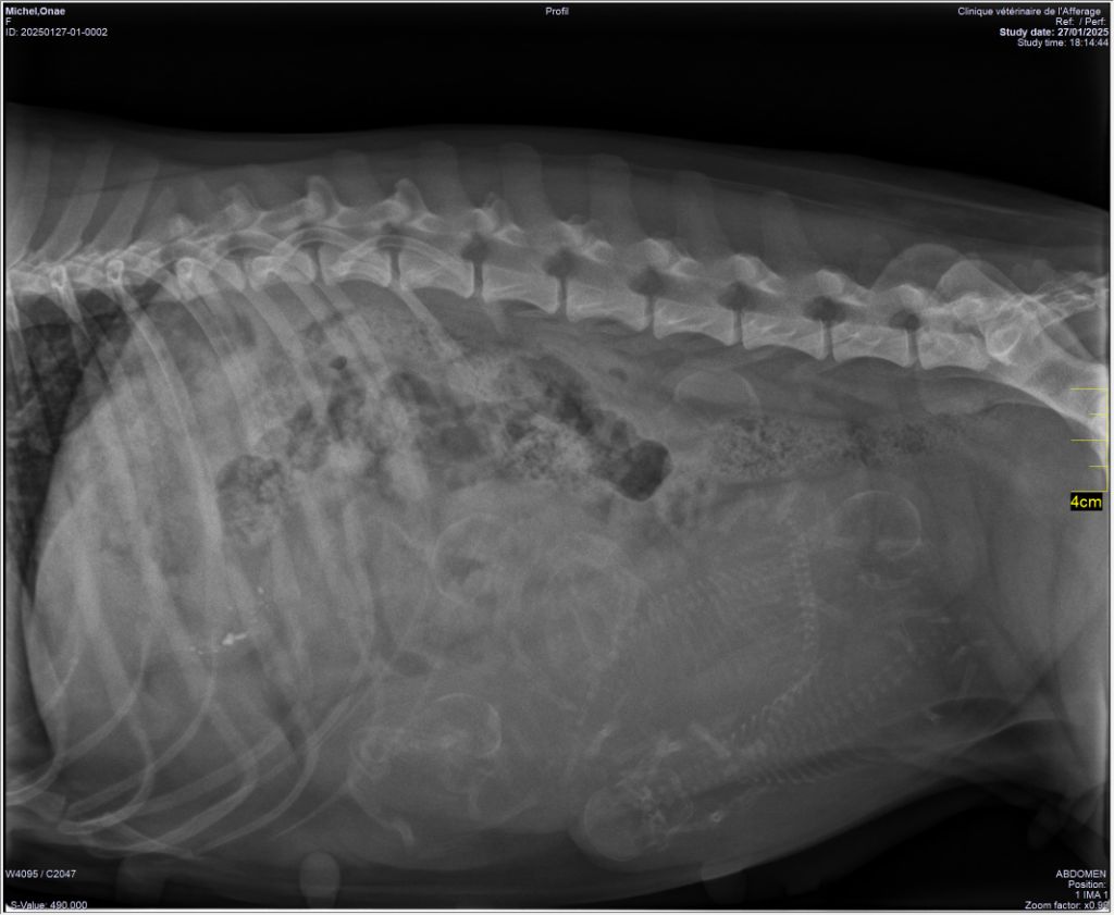 Bébés en cours de réalisation..... Onaë x Iskmen 