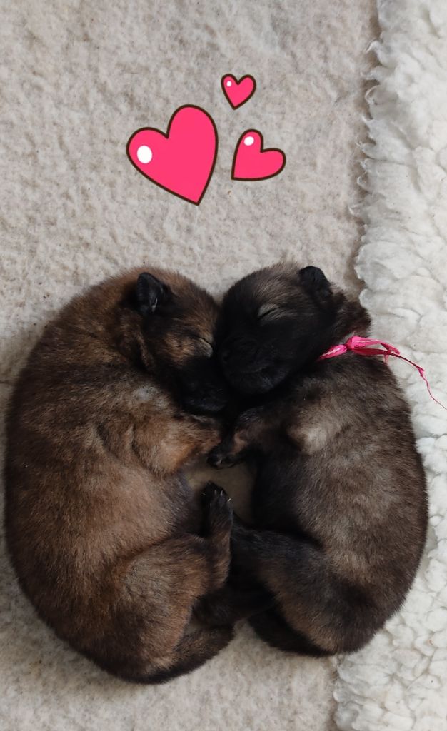 Du Val De La Fenouillere - Trop chou ce bébés coeur....