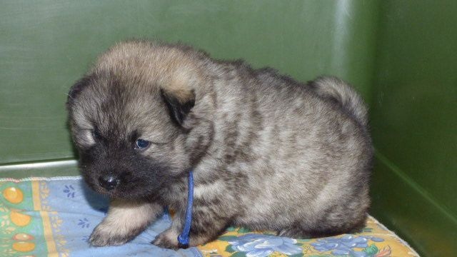 portée Guessie x Khan 7 nov 2016 (à un mois)