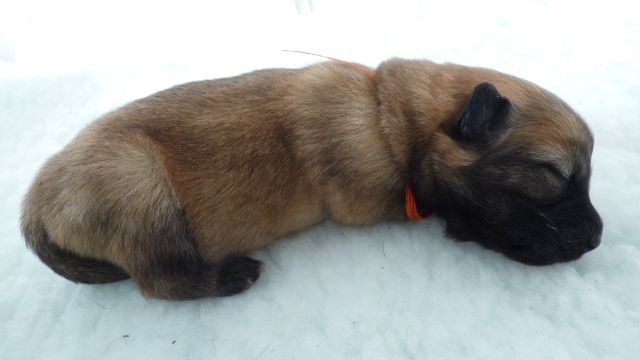 Portée Guessie x Ginko 11 janvier 2015