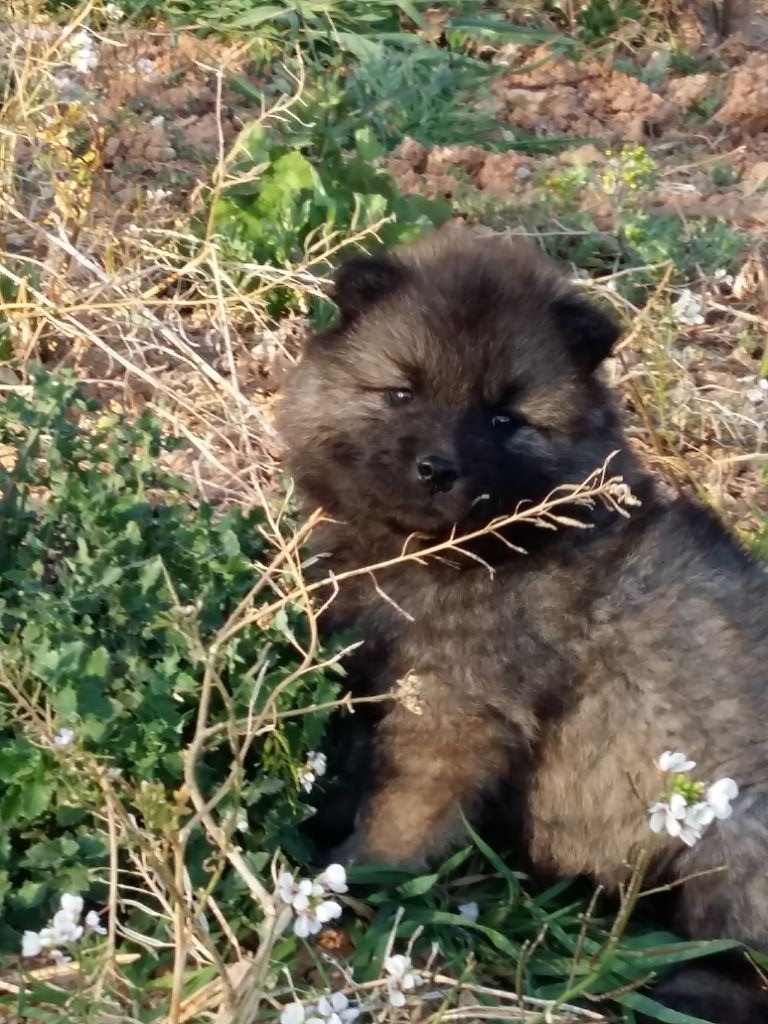 Du Val De La Fenouillere - Eurasier - Portée née le 25/01/2019