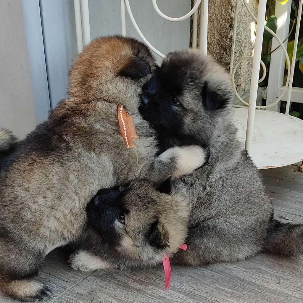 Chiot Eurasier Du Val De La Fenouillere