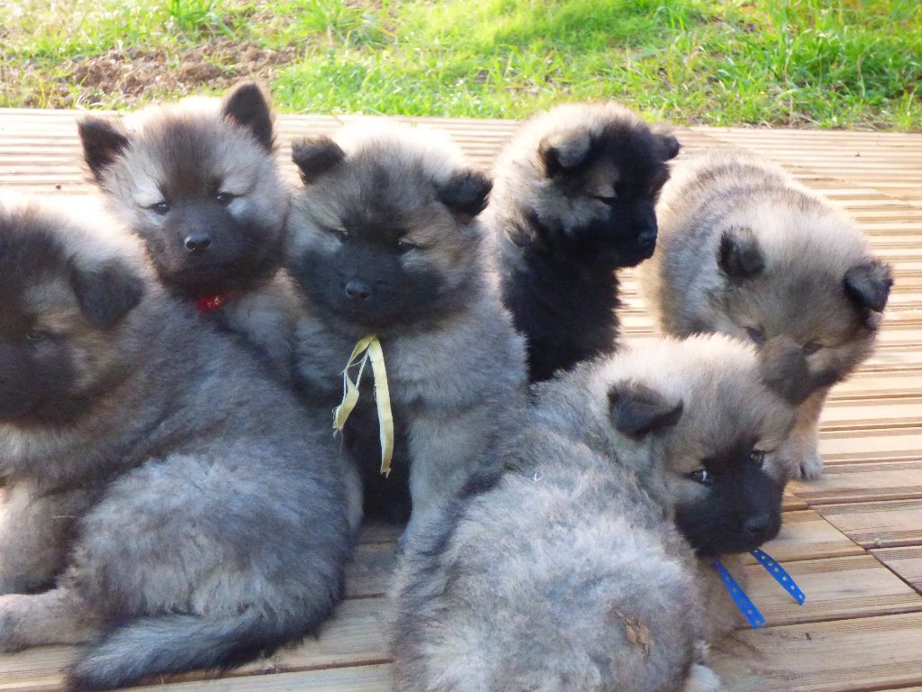 Du Val De La Fenouillere - Eurasier - Portée née le 13/12/2018