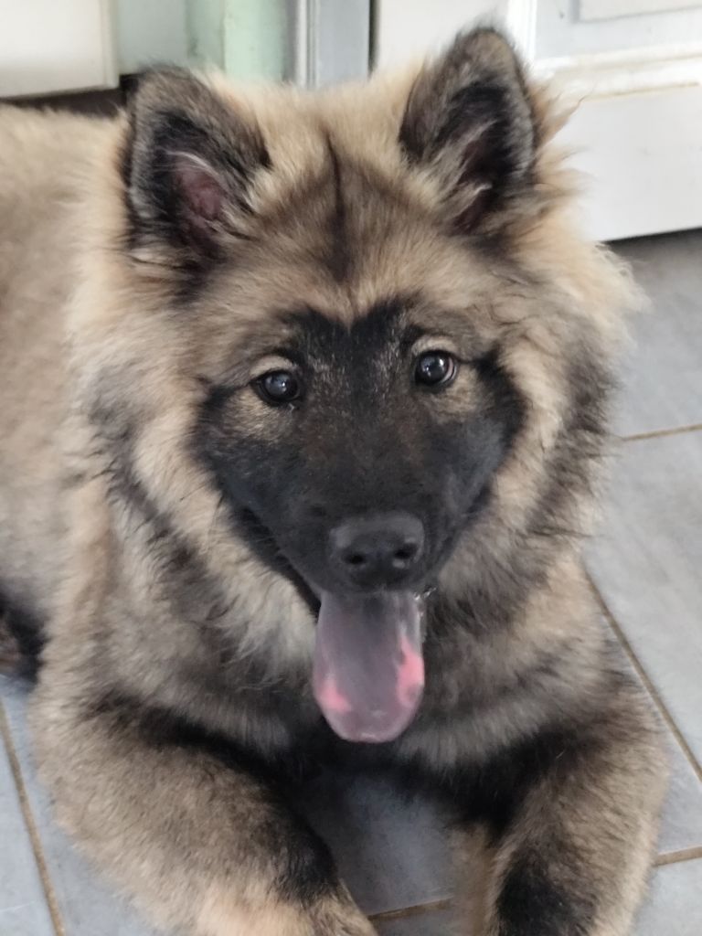 Du Val De La Fenouillere - Chiots disponibles - Eurasier